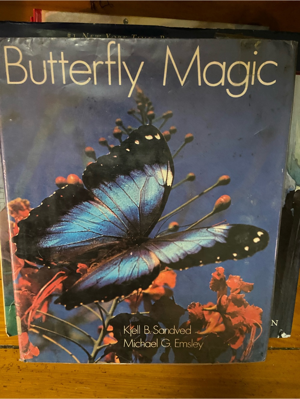 Butterfly Coffee Table Book Blue Butterfly cover butterflies nature beauty wild